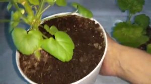 Почему скручиваются листья пеларгоний