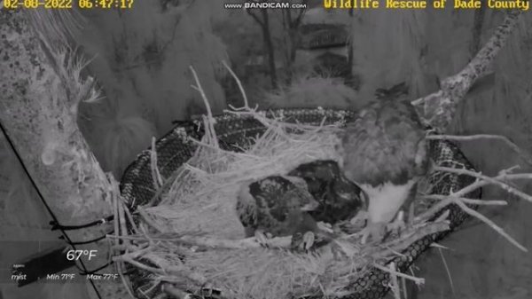 Wild Bald Eagle Nest in Miami-Dade County - Rita karmi R1 i R2 2022 02 08