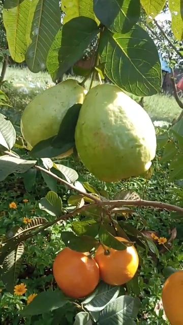 Unique Techniques: Grafting Guava tree with orange grow faster and has many fruits #shorts #short # смотреть онлайн