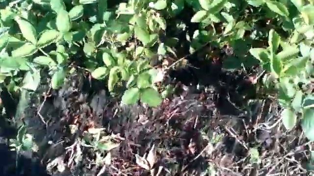 клубника корм 28 05 смотреть онлайн