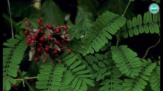 ચમત્કારી "ચણોઠી" || સામાન્ય દેખાતી આ વસ્તુ કોઈ ચમત્કારથી ઓછું નથી. смотреть онлайн