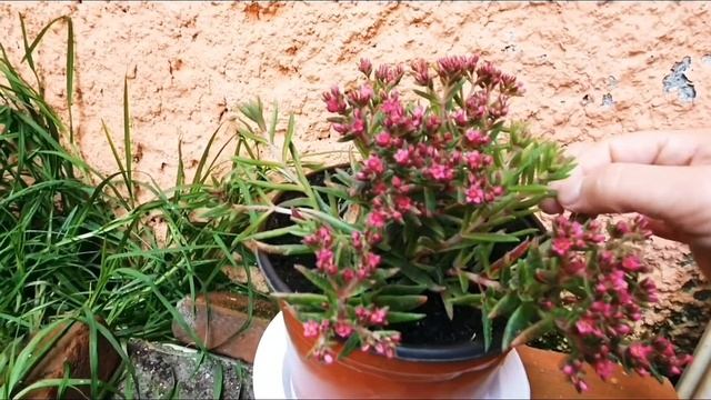 Hermosa Planta Crassula Exilis ‘Schmidtii’