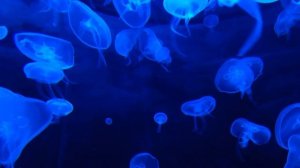 Relaxing Music | Jelly Fish | Aquarium | Calm Music | Sleep Music
