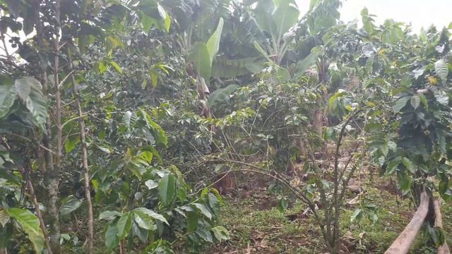 For coffee farmers смотреть онлайн
