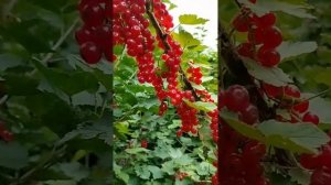 красная смородина сорт "Натали"