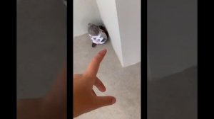 зборник басиков и лили из тик-ток