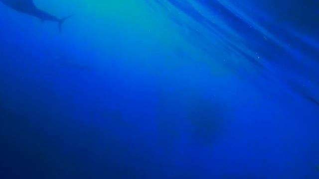 Sailfish & Mantas