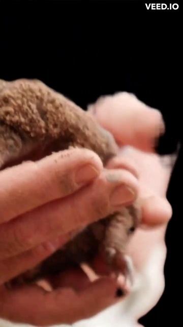 Brand New Echidna 2023