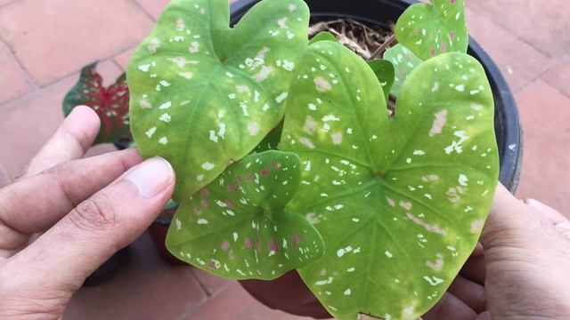 WHAT HAPPENS IF CALADIUMS ARE EXPOSED TO LONG HOURS OF DIRECT SUN ? смотреть онлайн