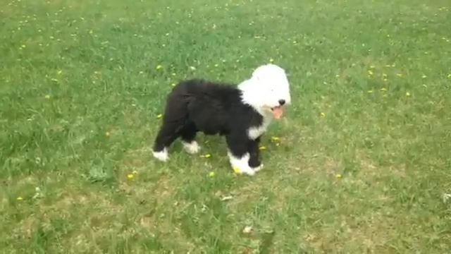 Puppy S4 - licking the camera смотреть онлайн