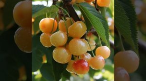 Черешня сорта Россошанская Золотая