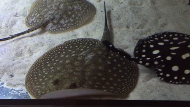 Potamotrygon Scobina Pair 19-24cm смотреть онлайн