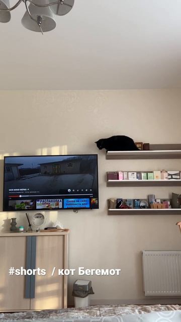 Кот Бегемот 😟/ смешные животные смотреть онлайн