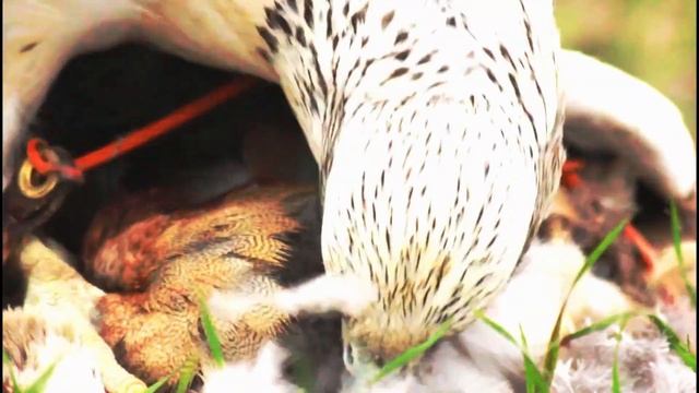 Door de ogen van een valk. (Through the eyes of a falcon) смотреть онлайн