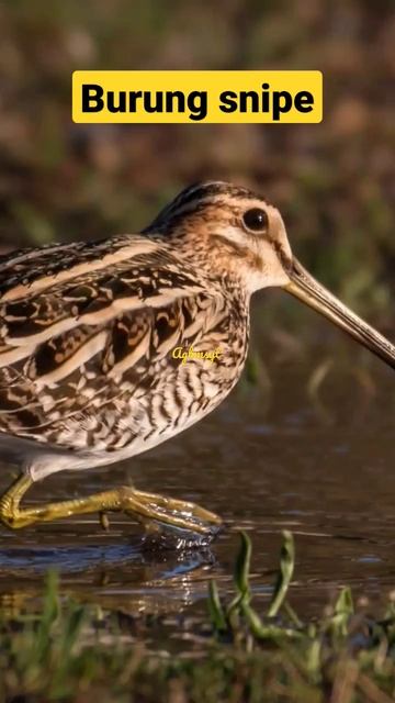 Burung snipe #shorts смотреть онлайн