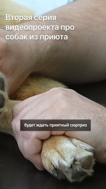 Вышла 2 серия благотворительного проекта про собак из приюта и их преображения #приют #собака смотреть онлайн