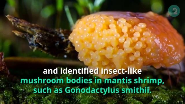 Insect Like Brain Region Found In Crustacean Brain