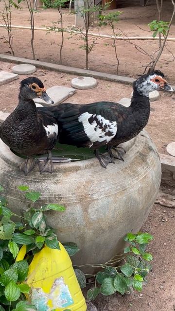 Beautiful Family Duck #beautifulfarm #farmanimals #dog #countrysideandfarmlife смотреть онлайн