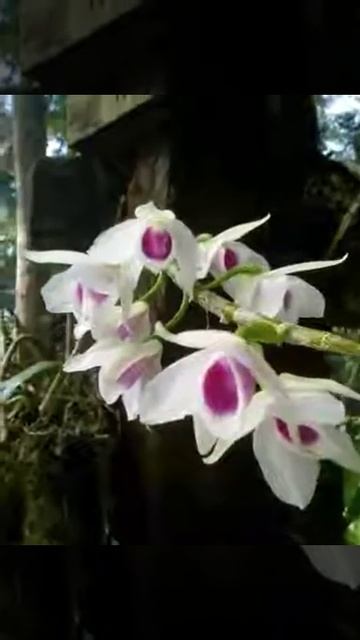 Dendrobium Anosmum