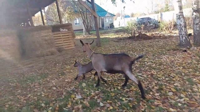 Лолита, первый окот