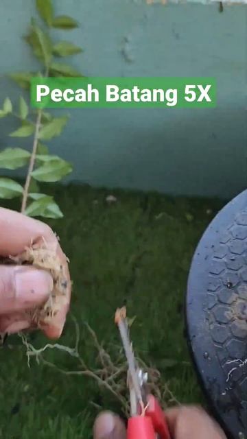 Hasil Pecah Batang 5 Pengakaran Mini Sakura Bonsai #bonsaitree #sakura #tanaman #tanamanhias #short смотреть онлайн