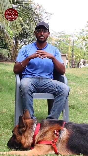 Puppy Training Basics #shorts #shortvideo #short #puppy #pottytrainingtips  #puppydog