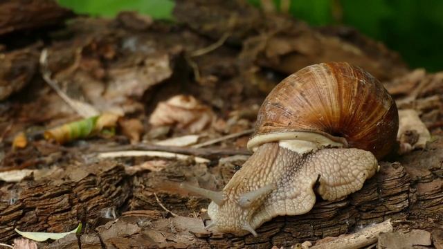 Улиточка смотреть онлайн