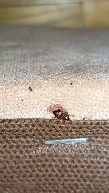 Ищем клопов в квартире 🧐 смотреть онлайн