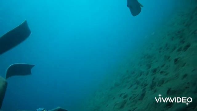 play with a gray triggerfish смотреть онлайн