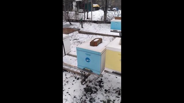 Зимовка пчел в ульях из ппс 22.01.17 смотреть онлайн