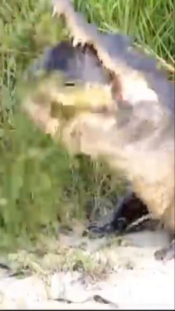 Crocodile try to eat tortoise #youtubeshorts #short #shortvideo #usa #indiayoutube #vetnam #korea смотреть онлайн