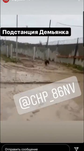 медведь смотреть онлайн