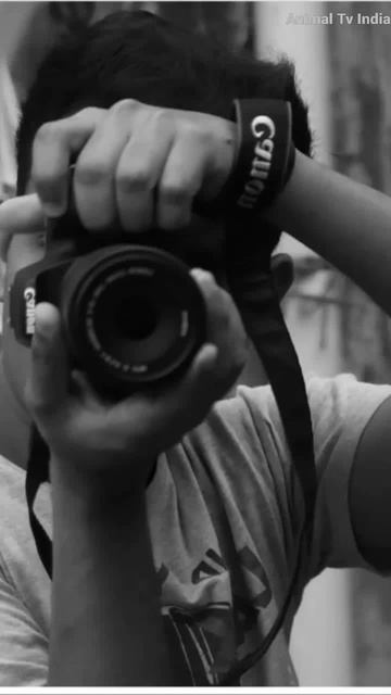 Photography White Tiger #shorts #short #whitetiger #youtubeshorts