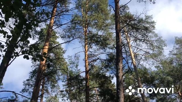 В заканских лесах, всеми любимая мелодия “Зәңгәр күлмәк” смотреть онлайн