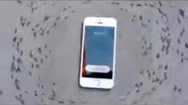 Забавная реакция насекомых на звонок смартфона