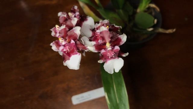 Plant Orchid Care - Oncidium Heaven Scent Redolence (Chocolate Scented)