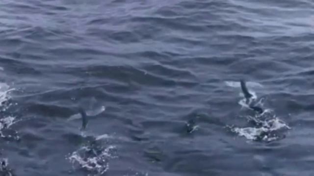 Рыбы - Лётчики , суперспособность ! Pisces - Pilots, Superpower!