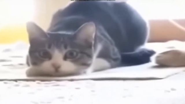 Диско кот вигу вигу вигу