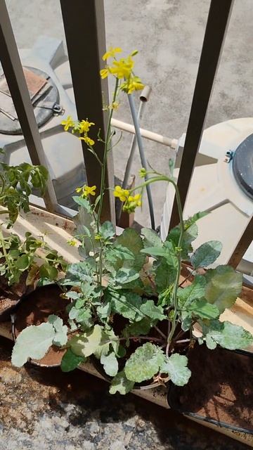 Mustard Plant Day5 #plants #nature #flowers смотреть онлайн