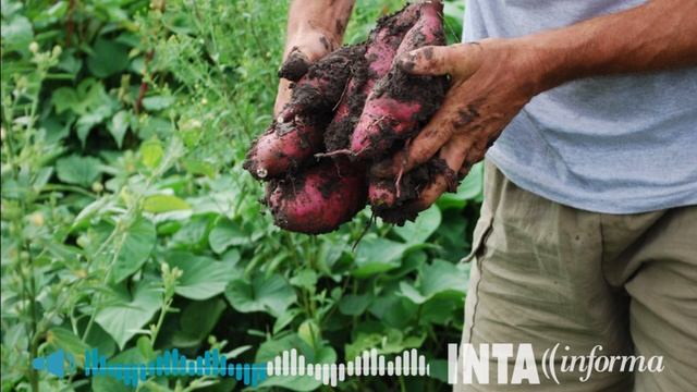 En Tucumán, promueven el cultivo de batata смотреть онлайн