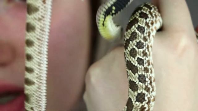 All My Pets! Part 2 - Spiders, Mantis, Snakes, Tarantulas and More! смотреть онлайн