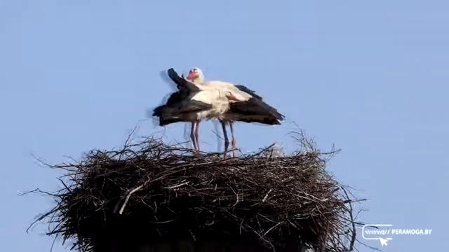 Вилейские аисты скоро станут родителями смотреть онлайн