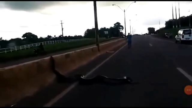 Ular anaconda raksasa melintas dijalan Raya bahaya sekali смотреть онлайн