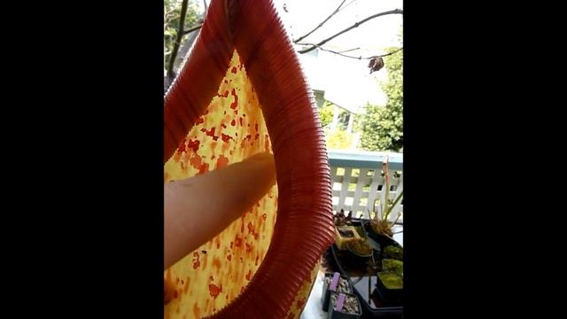 Giant Nepenthes Miranda