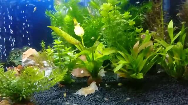 Baby fry red jewel cichlids смотреть онлайн