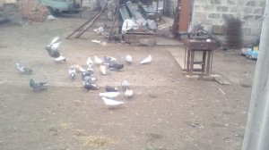 Тренировка голубей.10.04.21.(Часть 2)