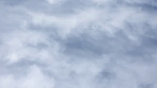 Голуби Артема из Самары . Вечерняя тренировка . смотреть онлайн