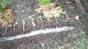Посадка черенков винограда в школку.