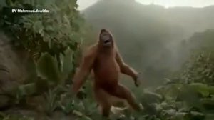 учись танцу у обезьяны