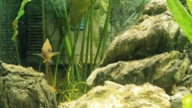 Neolamprologus Helianthus With Youngsters